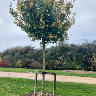 Tree supported by stake on a new build estate