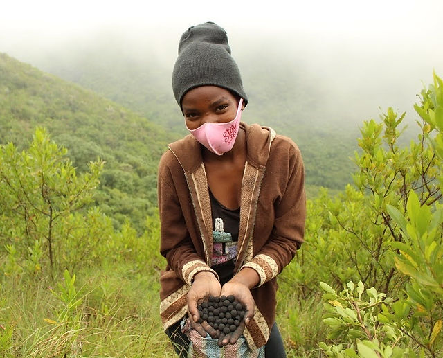 Tree Planting