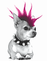 SupaJam Logo Mascot Colin the Dog
