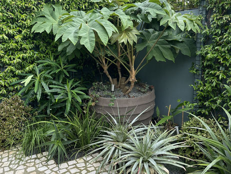 Lush potted plants in a coastal city courtyard