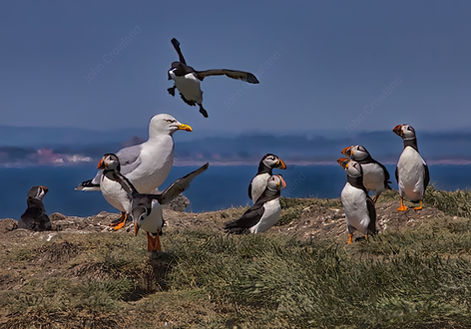 Enemy in the camp .jpg