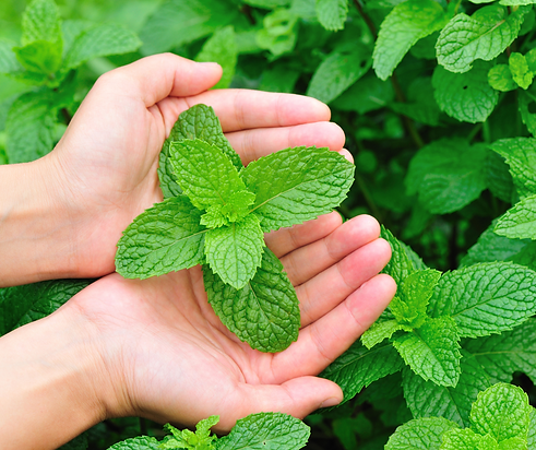 Hands holding sprig of mint