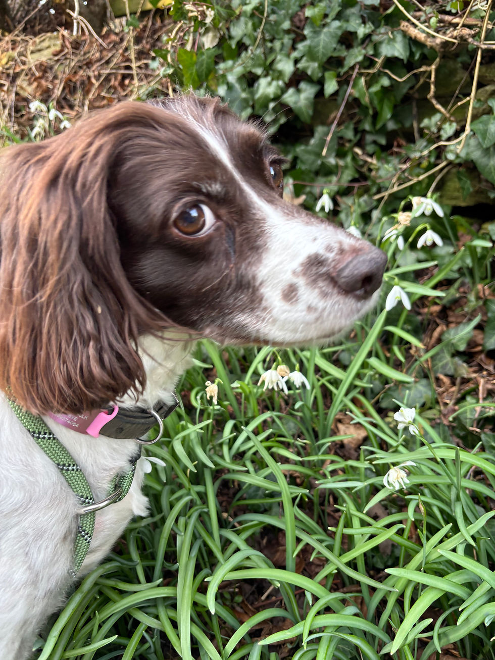 Faye rescue spaniel
