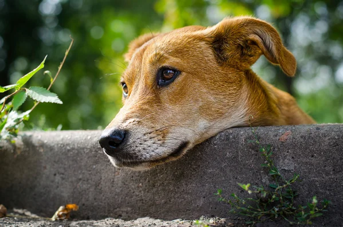 depositphotos_54369727-stock-photo-stray-dog-with-sad-eyes.jpg