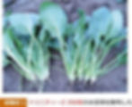 trader-farmer_img25.jpg