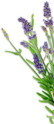 Lavender Valley Acres