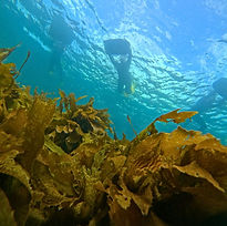 Beginner-Snorkel-Page-Side-Images (Snorkelers).jpg