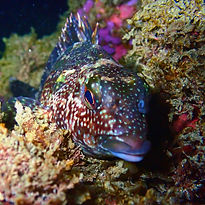Night-Snorkel-Page-Side-Image (Fish-Night).jpg