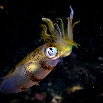 Night-Snorkel-Page-Side-Image (Night).jpg