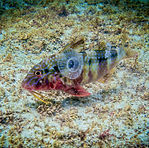 Snorkel-Page-Side-Images (Goat-Fish).jpg