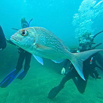 Guided-Shore-Scuba-Dive-Page-Side-Image (snapper-bomb).jpg