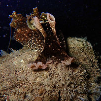 Night-Snorkel-Page-Side-Image (Sea-Hare-Night).jpg