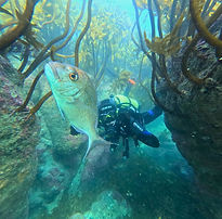 Try-Scuba-Dive-Page-Side-Image (Snapper-Bomb).jpg