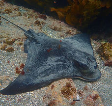 Snorkel-Page-Side-Images (Eagle-Ray).jpg