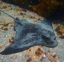 Blog-Page-Side-Images (Eagle-Ray-1).jpg