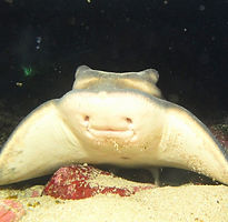 Blog-Page-Side-Images (Eagle-Ray-2).jpg