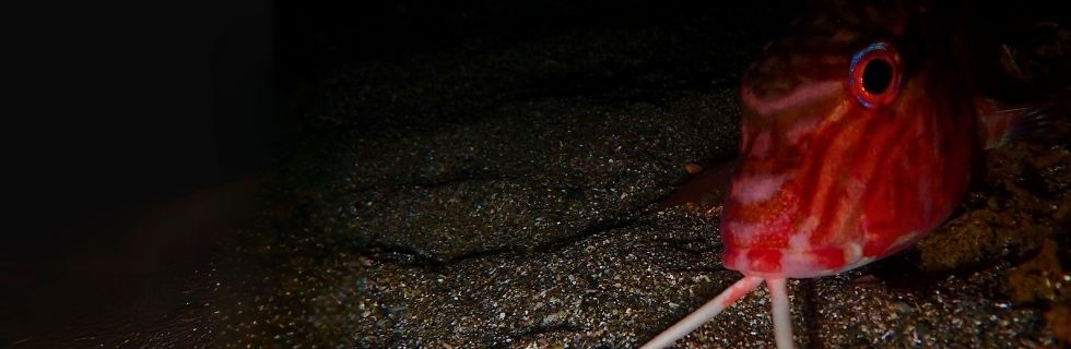 Night-Snorkel-Page-Hero-Image.jpg