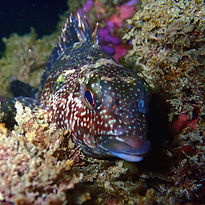 Guided-Night-Scuba-Page-Side-Images (Fish).jpg
