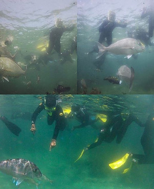 Guided Snorkel Tour with _goatislanddive awesome way to get up close to the fish🐟🐠🐚_D #