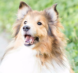 Dogs learn quickly and happily with positive training.