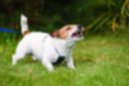 AdobeStock_225239640.jpeg