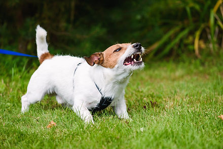 AdobeStock_225239640.jpeg