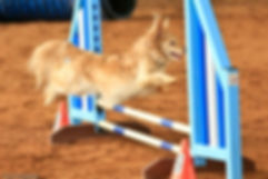Murry competes in agility