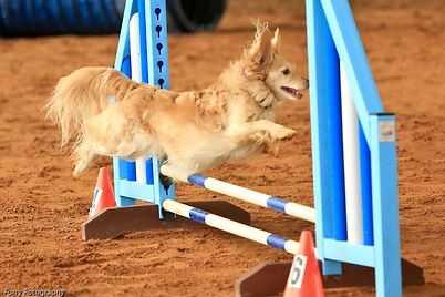 Murry competes in agility