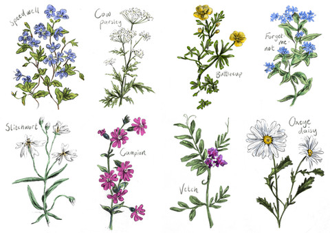 Wildflowers