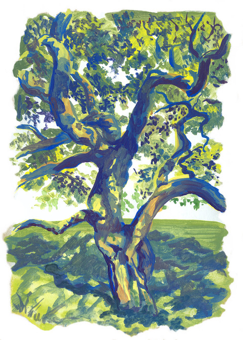 Dappled Magnolia