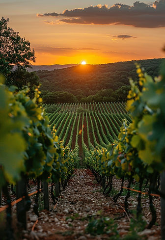 vue-epoustouflante-du-vignoble-avec-les-