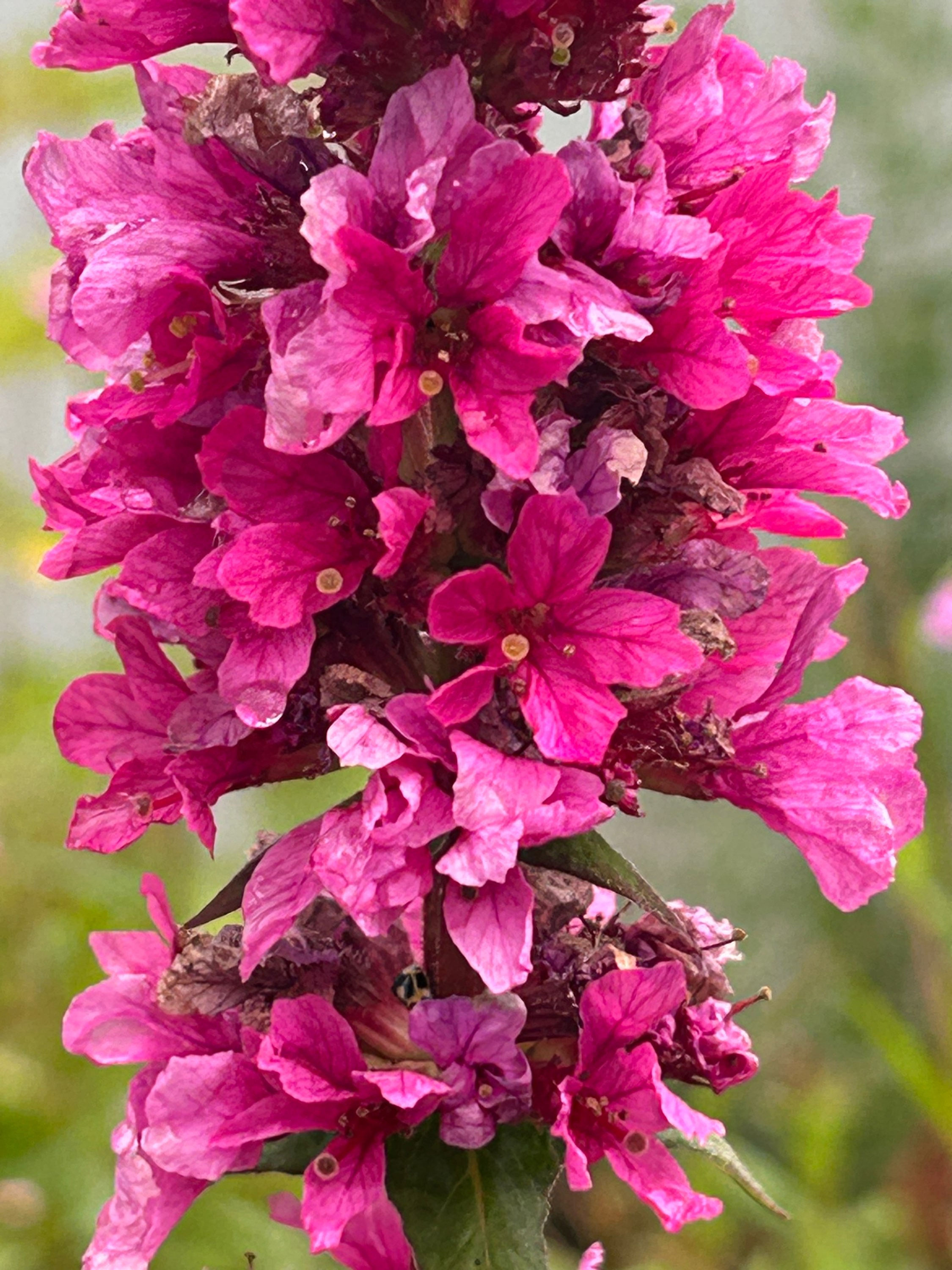 Lythrum salicaria 'Robert'