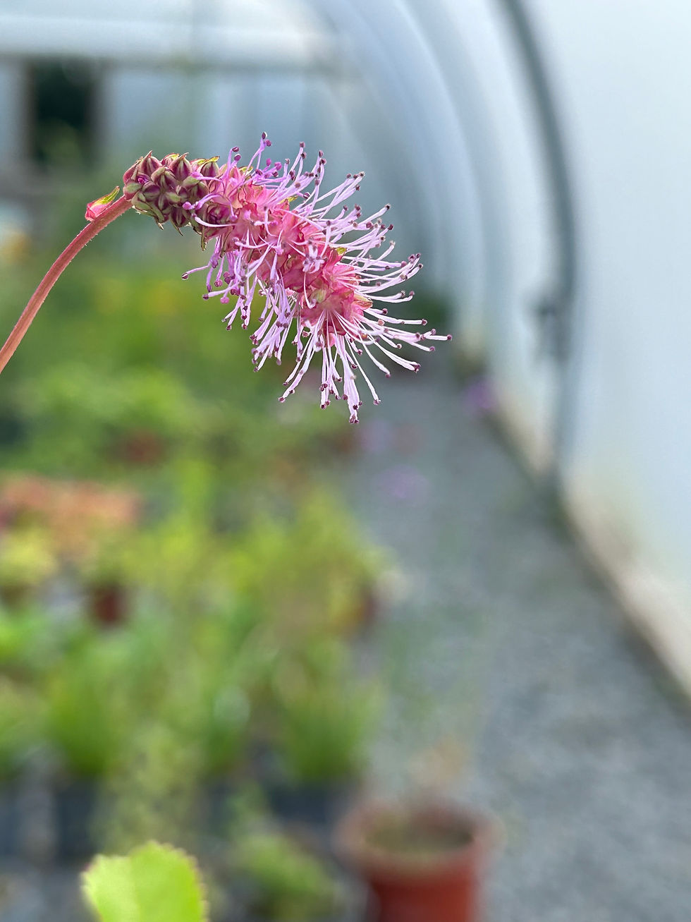 Thumbnail: Sanguisorba 'Pink Brushes'