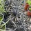 Thumbnail: Ophiopogon planiscapus 'Nigrescens'