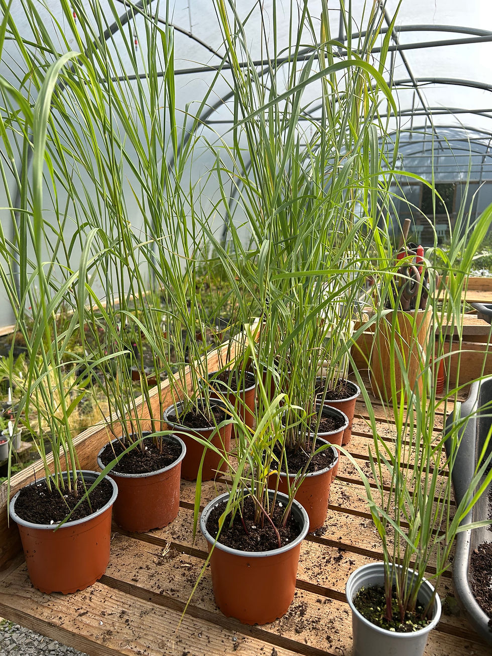 Thumbnail: Panicum virgatum