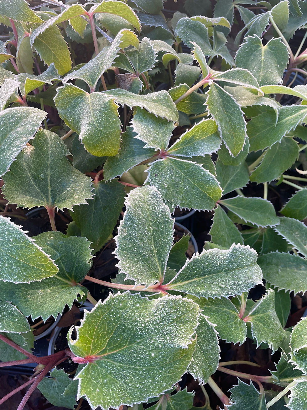 Helleborus argutifolius Holly Leaves Hellebore