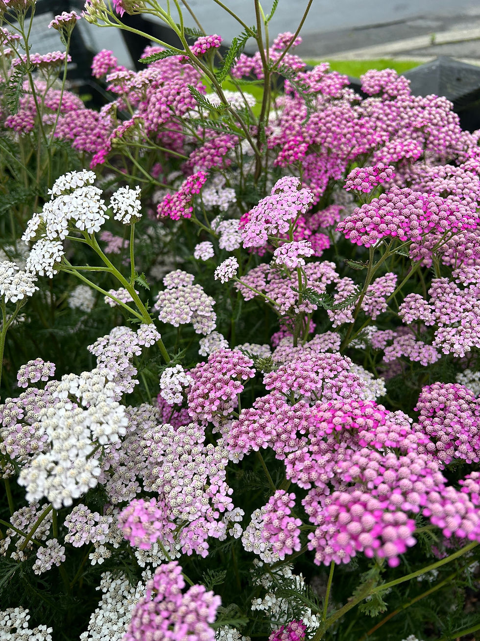 Thumbnail: Achillea Cerise Queen Flowers