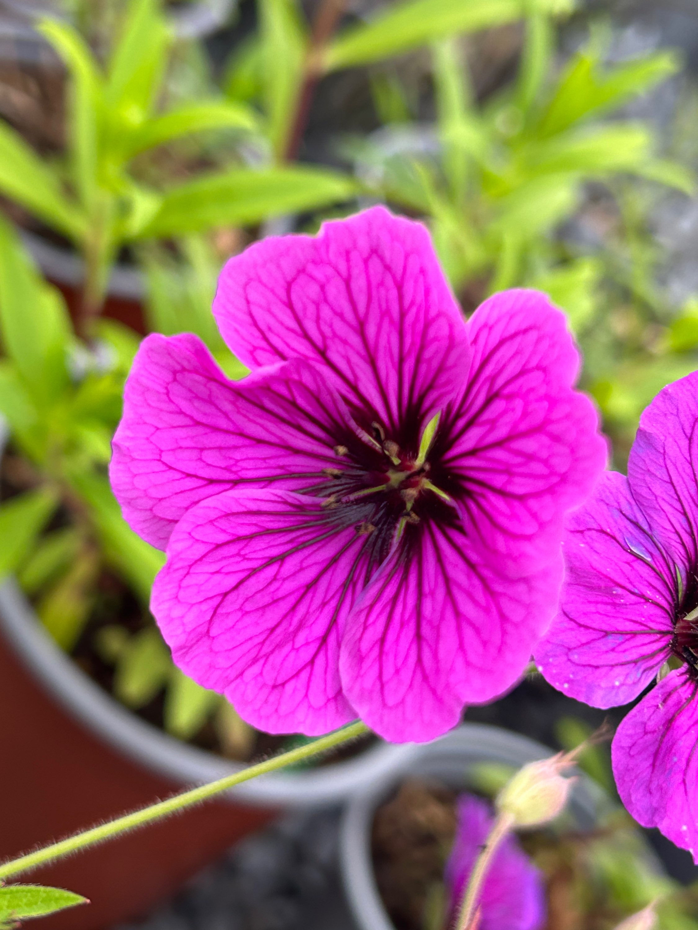 Geranium 'JS Matu Vu'