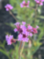 Verbena bonariensis 'Lollipop' flower