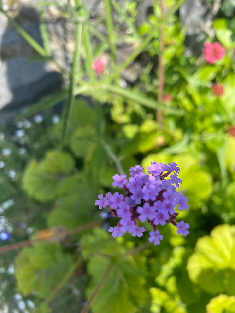Verbena bonariensis