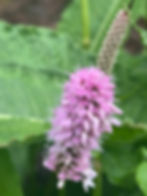 Bistorta officinalis 'Superba'