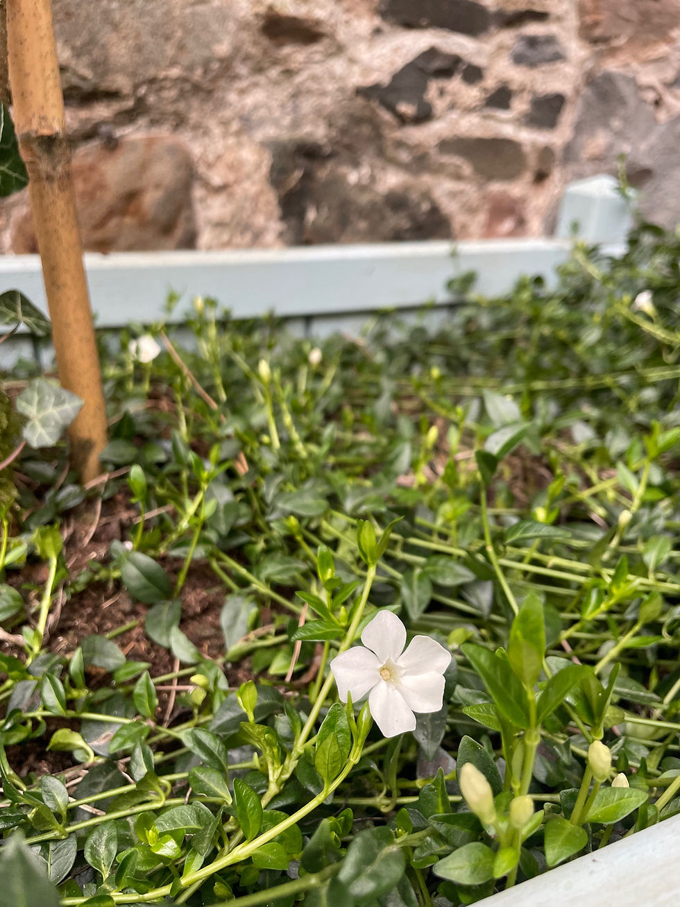 Thumbnail: Vinca minor f. alba 'Gertrude Jekyll'