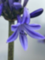 Agapanthus 'Navy Blue'