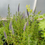 Thumbnail: Veronica spicata ‘Nana Blauteppich'