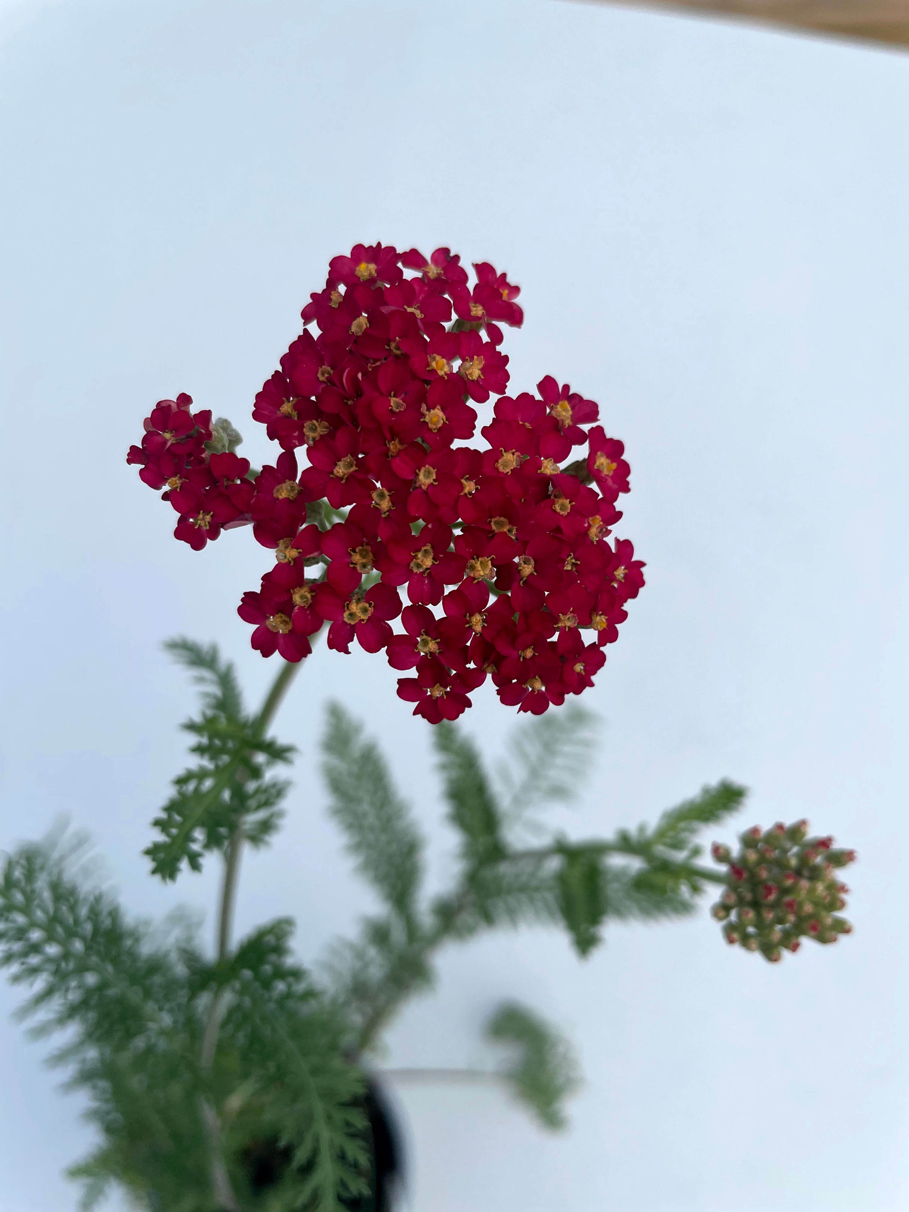 Achillea millefolium 'Paprika'