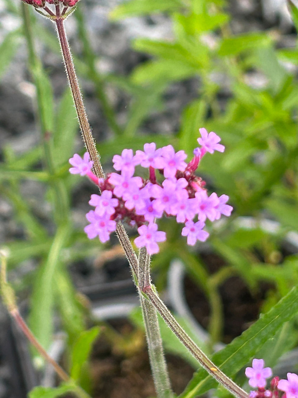 Thumbnail: Verbena bonariensis 'Lollipop' flower