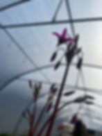 Thumbnail: Dodecatheon pulchellum 'Red Wings'
