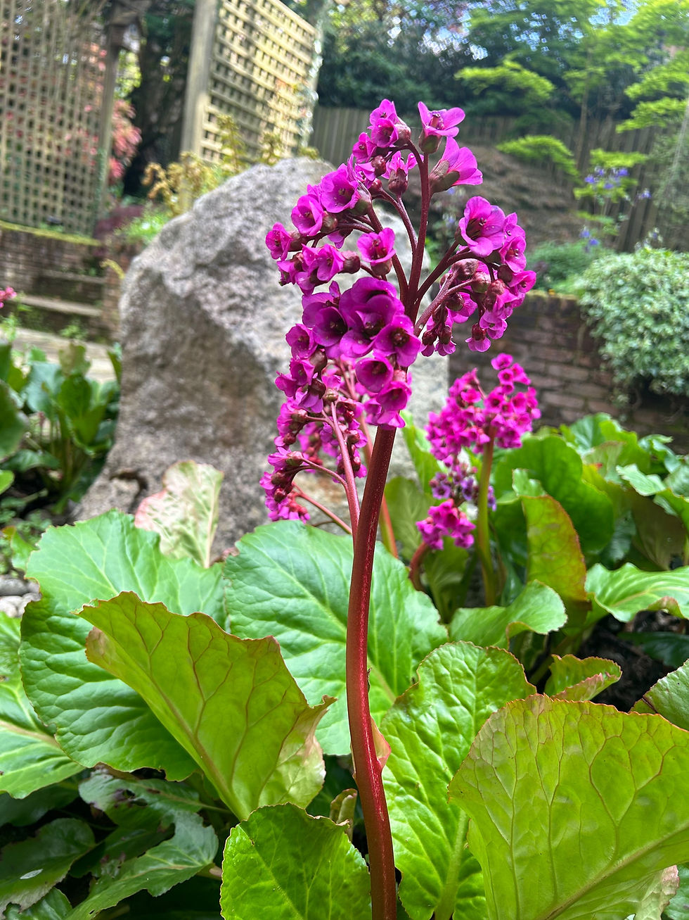 Thumbnail: Bergenia cordifolia 'Purpurea’