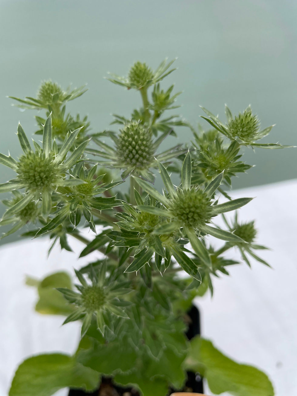 Thumbnail: Eryngium planum ‘Blue Hobbit’
