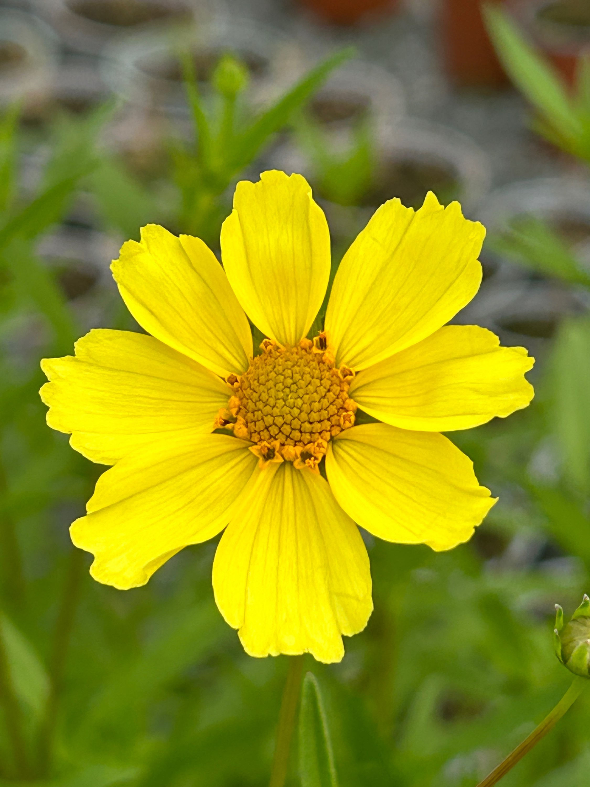 Coreopsis 'Full Moon'